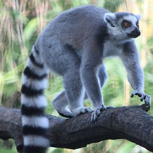Ring-tailed lemur