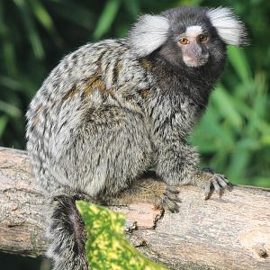 Common marmoset