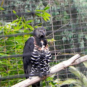 New breeding pair of crowned eagles.