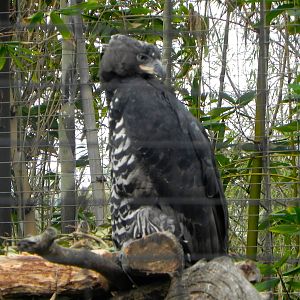 New breeding pair of crowned eagles.