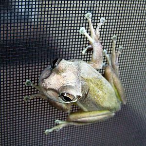 Cuban Tree Frog, Punta Gorda, October 2013