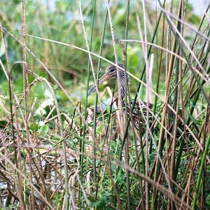 Limpkin, Celery Fields, Sarasota, October 2013