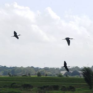 Glossy Ibis, Celery Fields, Sarasota, October 2013