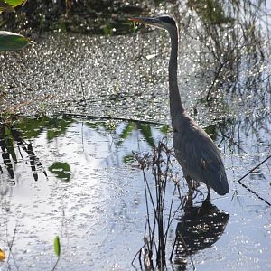 Great Blue Heron, Celery Fields, Sarasota, October 2013