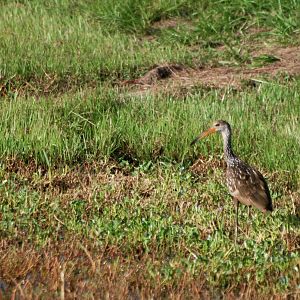 Limpkin, Celery Fields, Sarasota, October 2013