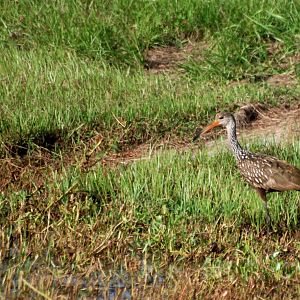 Limpkin, Celery Fields, Sarasota, October 2013