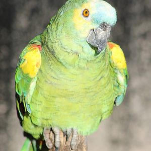Blue-fronted amazone parrot