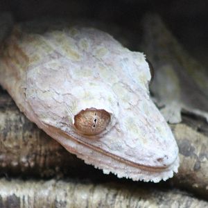 Leaf-tailed gecko