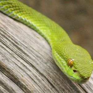 White-lipped bamboo viper