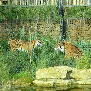 Jae Jae & Melati only have eyes for each other