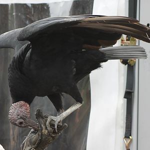 American black vulture