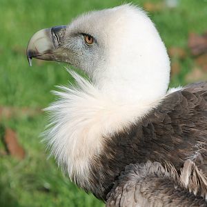 Griffon vulture