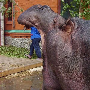 Hippo 'swallowing' the keeper