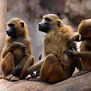 Sphinx baboons at Nurnberg