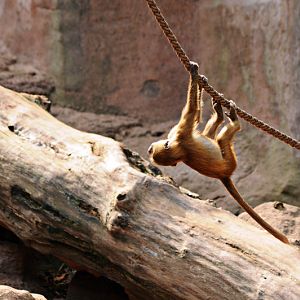 Sphinx baboon at Nurnberg
