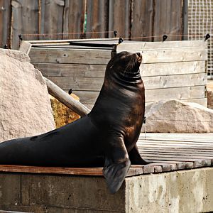 Californian sea lion male at Nurnberg
