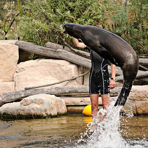 Californian sea lion at Nurnberg