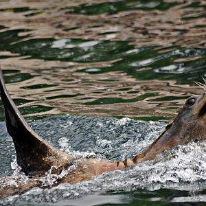 Californian sea lion at Nurnberg