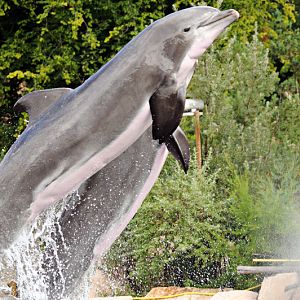 Dolphin at Nurnberg