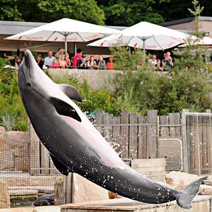 Dolphin at Nurnberg