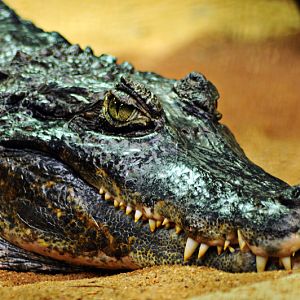 Colombia spectacled caiman