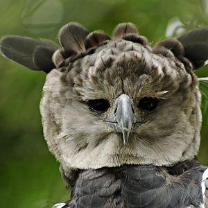 Harpy eagle