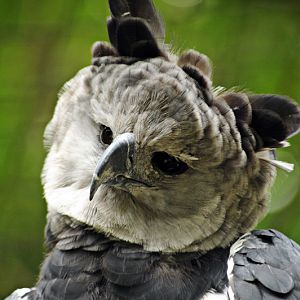 Harpy eagle