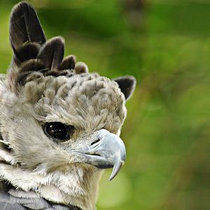 Harpy eagle