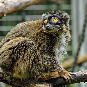 Mayotte lemur