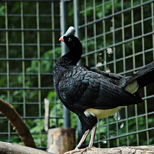 Northern Helmeted curassow
