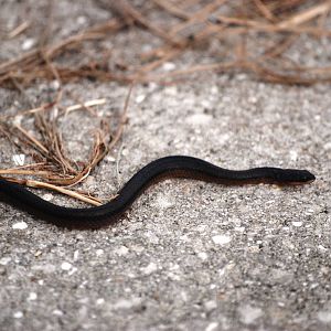 Southern Black Racer, Celery Fields, Sarasota, October 2013