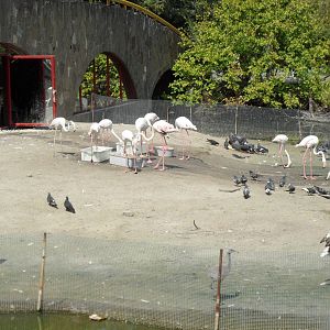 Flamingoes exhibit