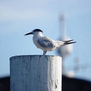 Sandwich Tern, Punta Gorda, October 2013