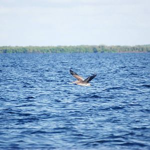 Eastern Brown Pelican, Charlotte Harbour, October 2013