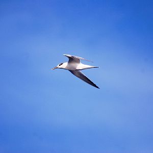 Common Tern, Charlotte Harbour, October 2013