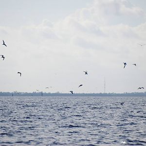 Terns, Charlotte Harbour, October 2013