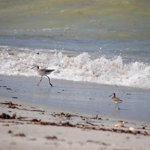 Willet and Stilt Sandpiper, Cayo Costa, October 2013