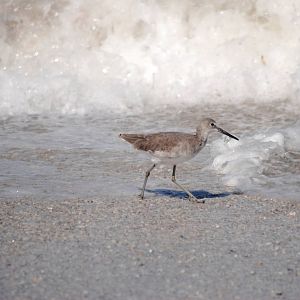 Willet, Cayo Costa, October 2013