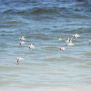 Sanderlings, Cayo Costa, October 2013