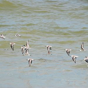 Sanderlings, Cayo Costa, October 2013