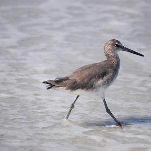 Willet, Cayo Costa, October 2013
