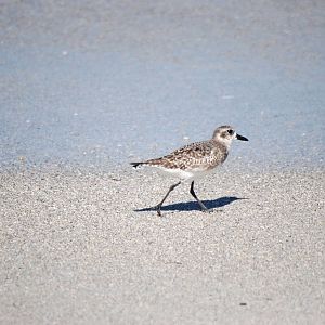 Grey (Black-bellied) Plover, Cayo Costa, October 2013