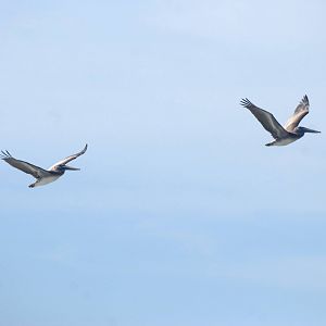 Eastern Brown Pelicans, Cayo Costa, October 2013