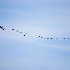 Duck Migration, Cayo Costa, October 2013