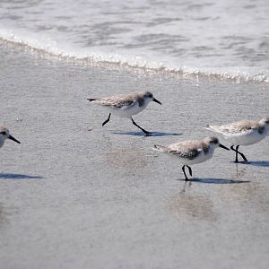 Sanderlings, Cayo Costa, October 2013