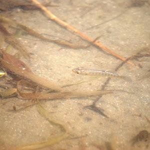 Sheepshead Minnow, Cayo Costa, October 2013