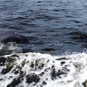 Atlantic Bottlenose Dolphin, Charlotte Harbour, October 2013