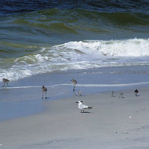 Birds on the Beach, Cayo Costa, October 2013