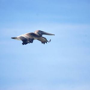 Eastern Brown Pelican, Cayo Costa, October 2013
