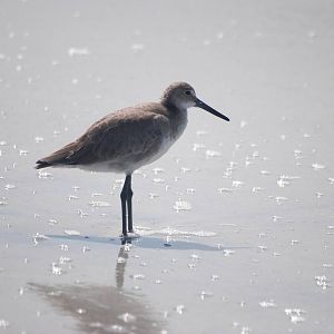 Willet, Cayo Costa, October 2013